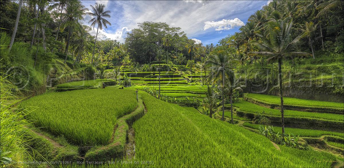 Peter Bellingham Photography Rice Terraces - Bali T (PBH4 00 16702)